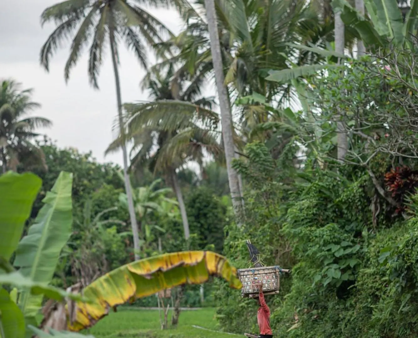 Graha Padi Villa Ubud  Indonesia